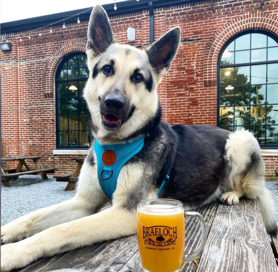 A dog relaxing in the Braeloch beer garden
